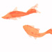 goldfish